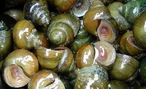 吃个田螺吃银瓜,探寻美食背后的文化韵味