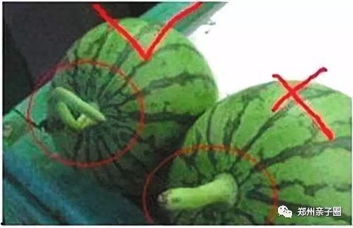 吃变味瓜害处,揭秘食用变味瓜的潜在风险