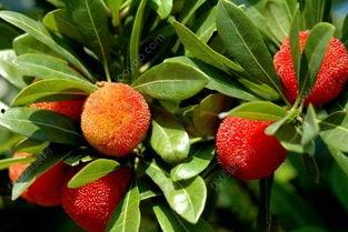 吃杨梅瓜过敏吗,吃杨梅瓜安全吗？