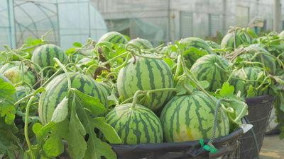 韩城航拍吃瓜视频