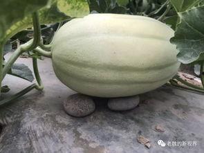 木边瓜 怎么吃,解锁美味新体验