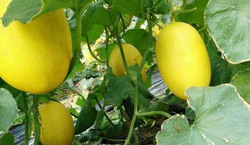 哈密瓜常吃方法