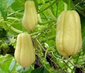 银行小布佛手瓜该怎么吃