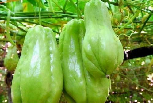 银行小布佛手瓜该怎么吃