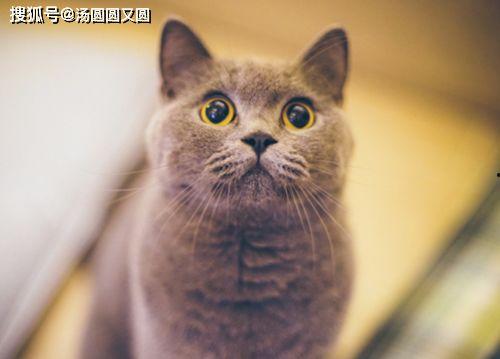 猫咪可以吃网纹瓜嘛