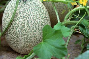 吃哈密瓜后胃酸,揭秘消化之谜