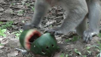 猴王吃瓜道理,揭秘智慧与选择的智慧寓言