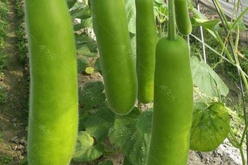 瓠瓜怎么吃减脂,减脂养生两不误