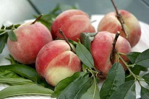 桃子桃吃瓜视频,趣味横生美食对决