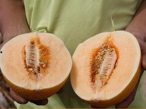 9峰在线吃瓜,一场吃瓜盛宴背后的网络风云