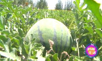 吃瓜歇不停,揭秘娱乐圈幕后故事