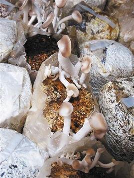 51吃瓜网蘑菇,揭秘网络热点背后的真相与趣味