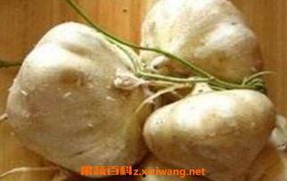 孕妇可吃生土瓜吗