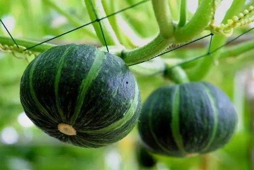 金环市场 吃瓜,吃瓜群众的欢乐盛宴