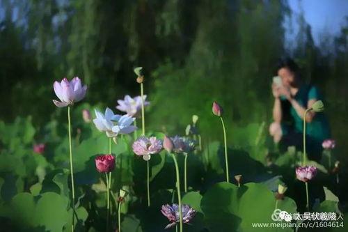 莲花吃瓜是谁,揭秘网络红人的崛起之路