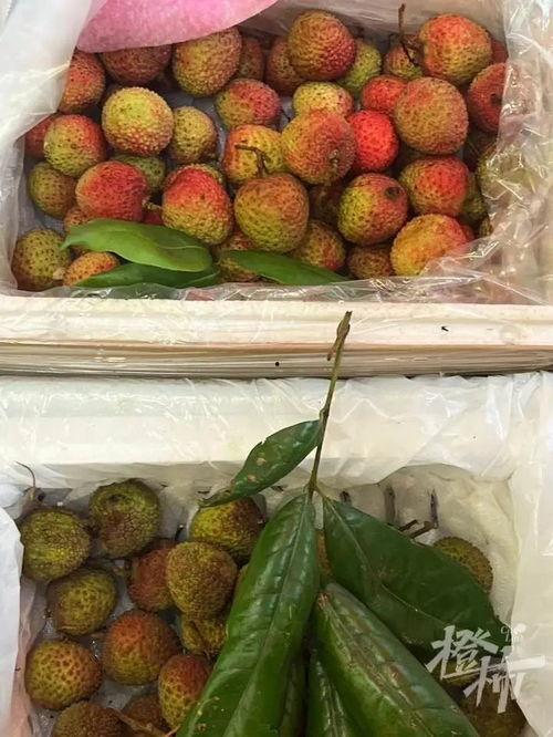 荔枝娱乐吃瓜爆料,娱乐圈最新吃瓜爆料大汇总