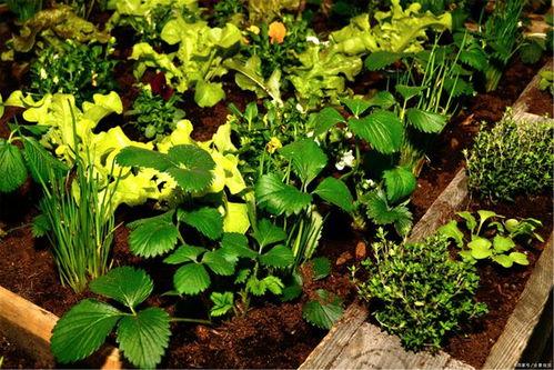 夏天吃瓜秋天吃梨,四季养生之道