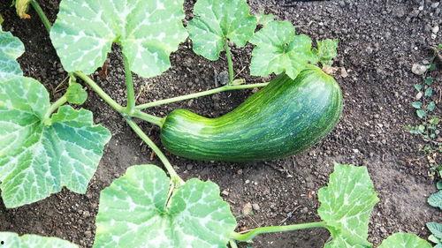 夸瓠瓜怎么吃,解锁美味新体验