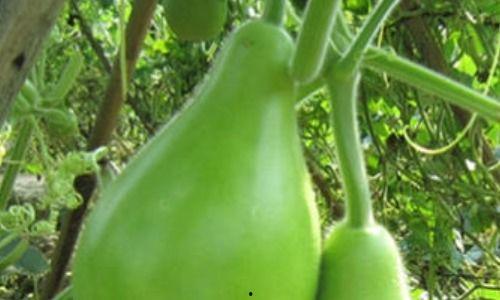 夸瓠瓜怎么吃,解锁美味新体验