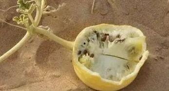 新西兰吃瓜冷知识,揭秘南半球独特的瓜果文化