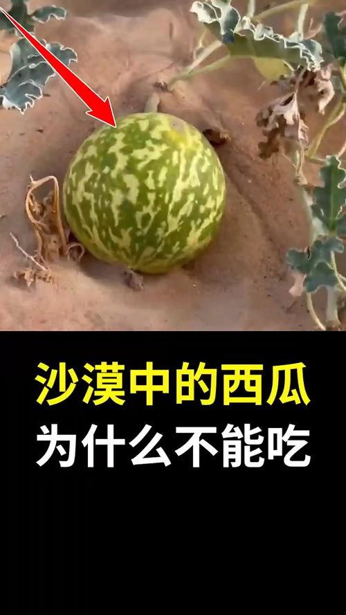 新西兰吃瓜冷知识,揭秘南半球独特的瓜果文化