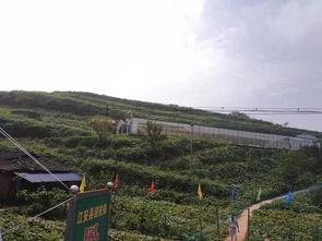 雄县吃瓜群众事件,网络舆论下的社会现象解析