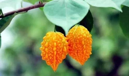 吃红色粒粒的瓜,甜蜜诱惑，探寻夏日美味之谜