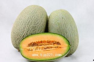 产妇哈密瓜可以吃吗,产妇可以食用哈密瓜吗？