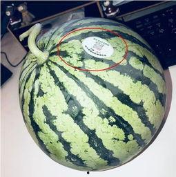 河津网红吃瓜,揭秘幕后故事与热门话题