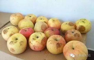 韩国吃葫芦瓜,葫芦瓜的独特吃法探索