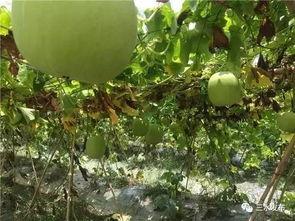 心田三水吃瓜,探寻夏日消暑美食之旅