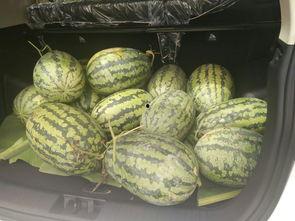 吃瓜帖是什么,从“吃瓜帖”看网络文化的演变