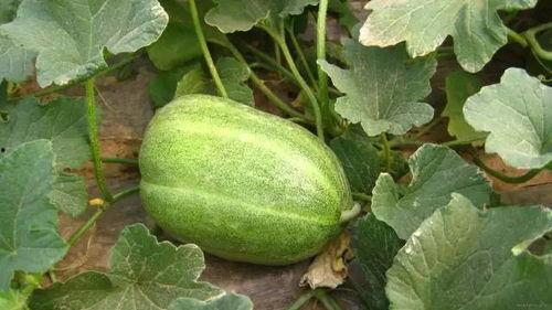 年瓜什么时候吃,揭秘年瓜的最佳食用时节