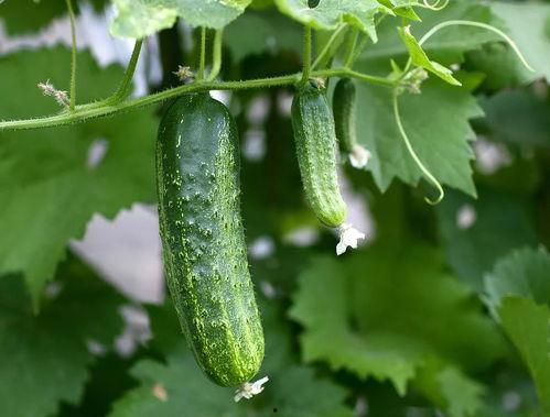 带宝宝回农村吃瓜,带宝宝体验农村吃瓜乐趣