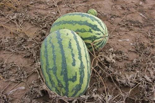 翟镇吃瓜,揭秘娱乐圈背后的那些事儿