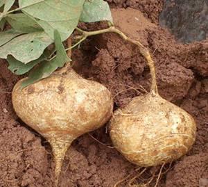 肾炎可以吃土瓜,土瓜助力健康恢复