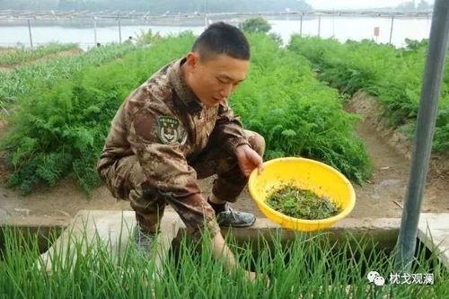 军旅吃瓜,揭秘军营中的欢乐时光