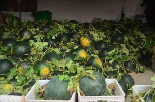 松阳晒干吃的瓜,松阳晒干瓜的独特魅力