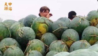 卖瓜老板现场吃瓜图片,现场尝鲜！卖瓜老板亲自示范瓜果美味