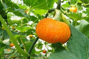 韩城吃瓜主角,揭秘主角背后的故事