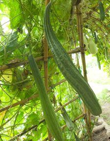 静儿吃瓜,揭秘娱乐圈幕后故事