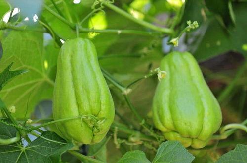 佛手瓜雌瓜怎么吃,佛手瓜雌瓜的多样食法探索