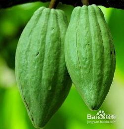 佛手瓜雌瓜怎么吃,佛手瓜雌瓜的多样食法探索