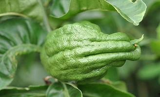 佛手瓜雌瓜怎么吃,佛手瓜雌瓜的多样食法探索