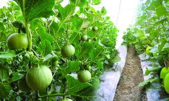 孕妇可以吃葵瓜不,健康营养两不误