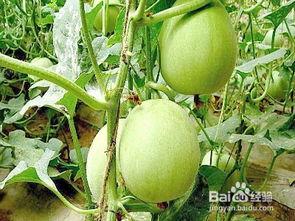 孕妇可以吃葵瓜不,健康营养两不误