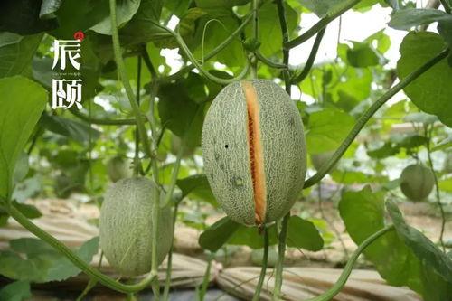 初辰吃瓜后续,揭秘娱乐圈风云再起