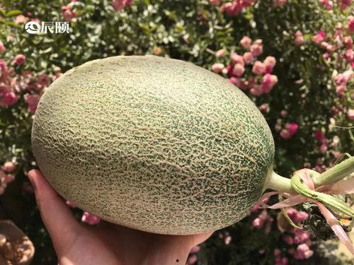 初辰吃瓜后续,揭秘娱乐圈风云再起