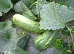 吃酥瓜的,夏日消暑新宠