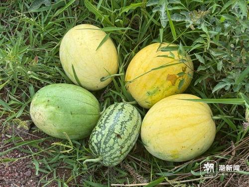 邛崃17号吃瓜,揭秘吃瓜背后的故事与趣味